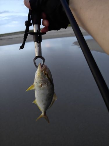 ショゴの釣果