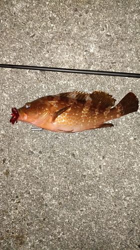 アコウの釣果