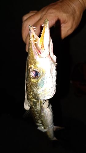 カマスの釣果