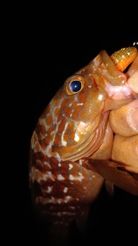 アコウの釣果
