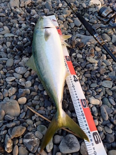 ワラサの釣果