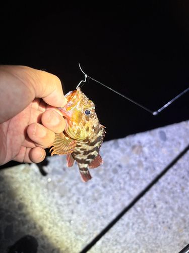カサゴの釣果