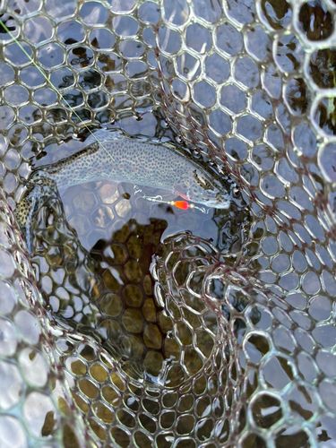 ニジマスの釣果