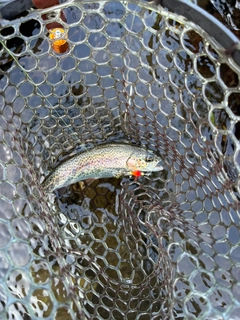 ニジマスの釣果