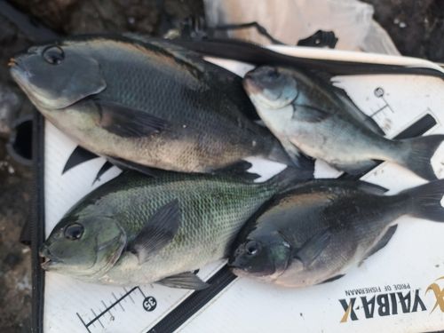 メジナの釣果