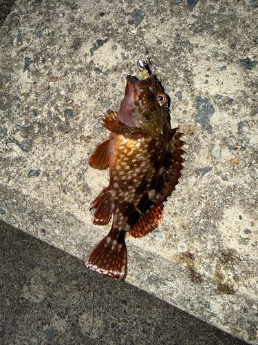 カサゴの釣果