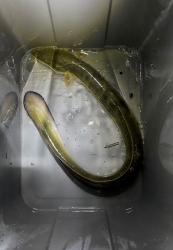 ウナギの釣果