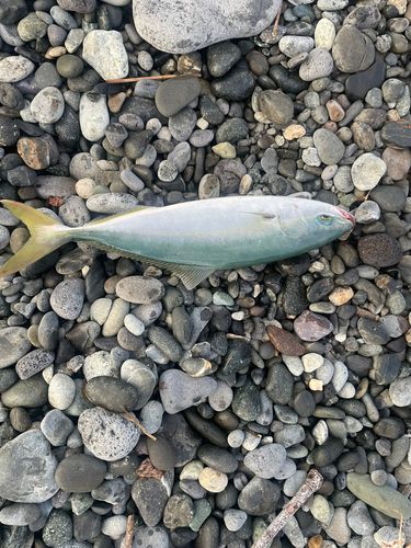 ワカシの釣果