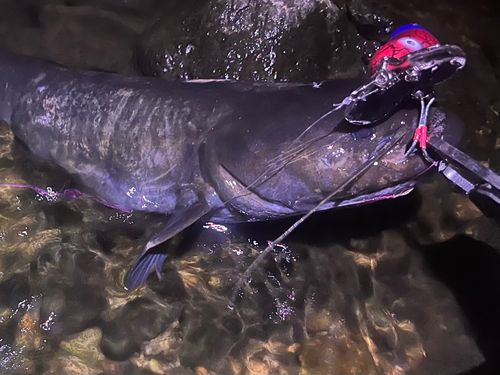 ナマズの釣果