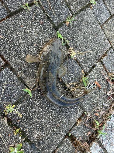 マゴチの釣果