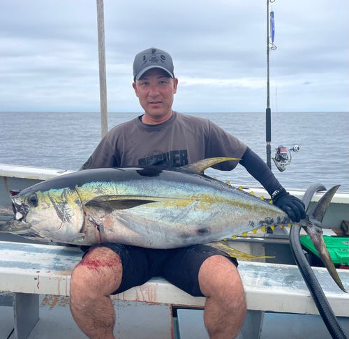 キハダマグロの釣果