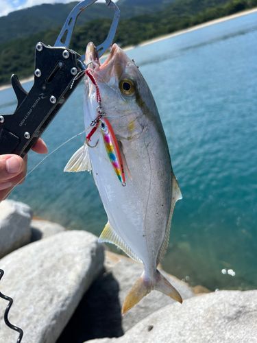 ネリゴの釣果