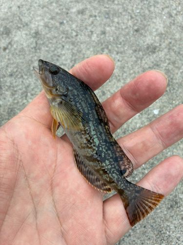 アイナメの釣果