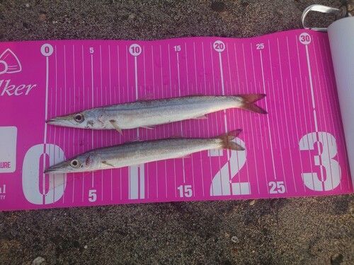 カマスの釣果