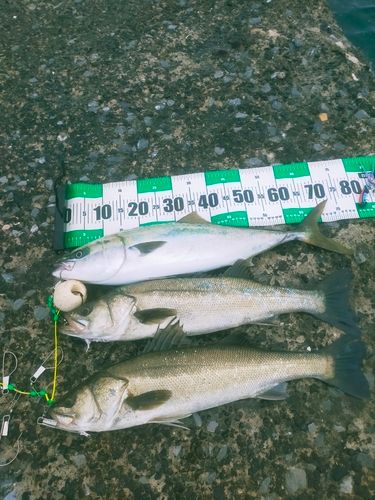 ワラサの釣果