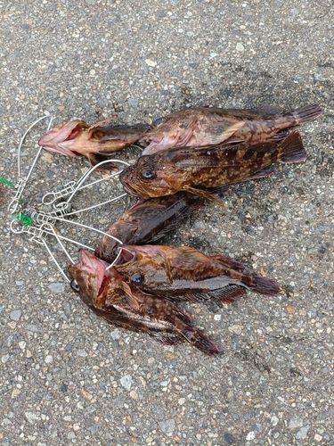 カサゴの釣果