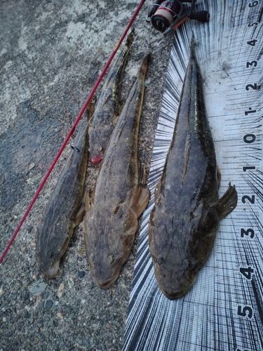 マゴチの釣果