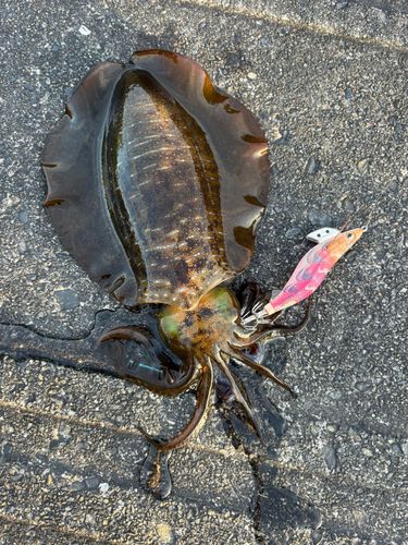 アオリイカの釣果