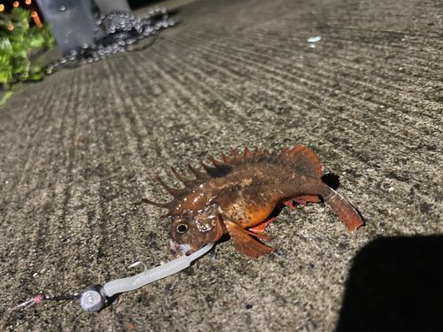 ハオコゼの釣果