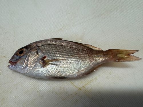 タイの釣果