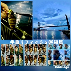 メバルの釣果