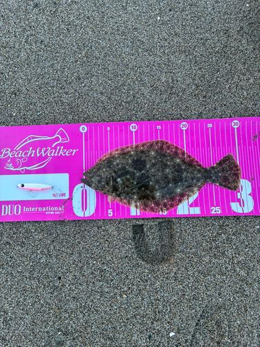 ヒラメの釣果
