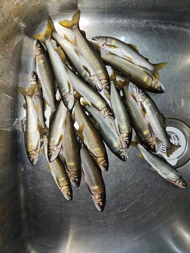 アユの釣果