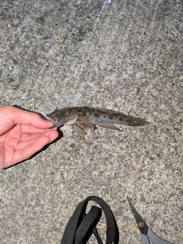 ウロハゼの釣果