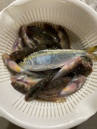 マハゼの釣果