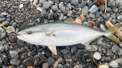 ワカシの釣果
