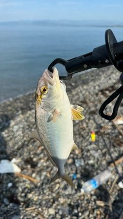 ショゴの釣果
