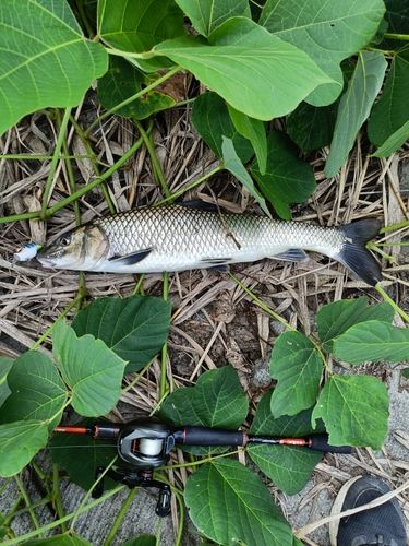ニゴイの釣果