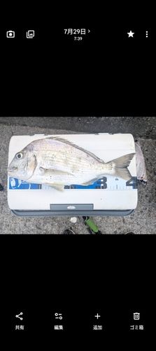 ヘダイの釣果