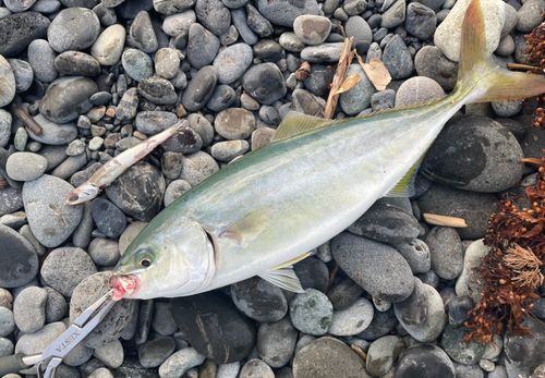 ワカシの釣果