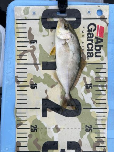 ショゴの釣果