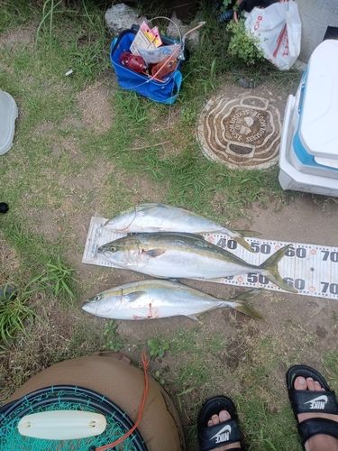 ワラサの釣果