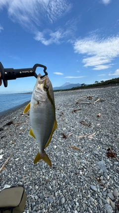 ショゴの釣果