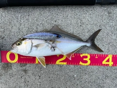 ネイリの釣果