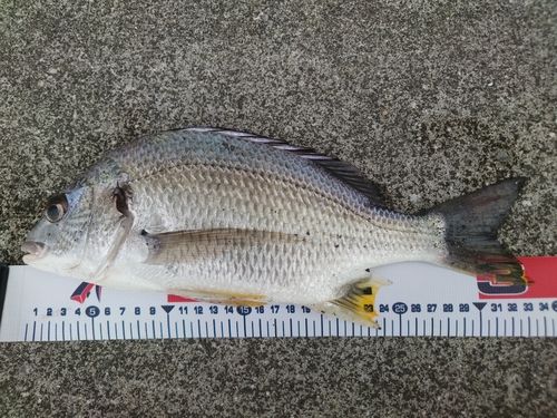キビレの釣果