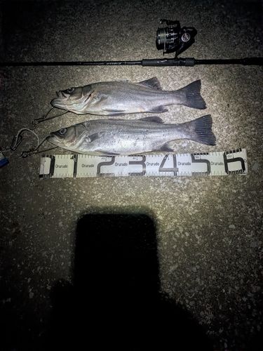 ヒラスズキの釣果
