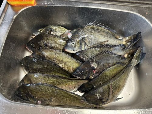 チヌの釣果