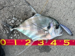 イトヒキアジの釣果