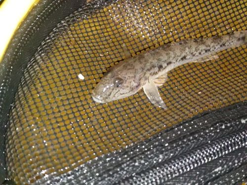 マハゼの釣果