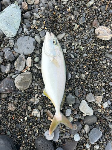 ワカシの釣果