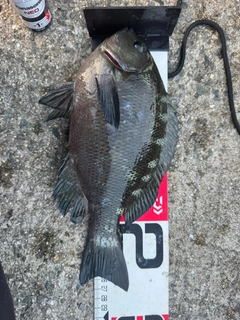 グレの釣果