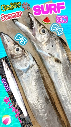 タチウオの釣果