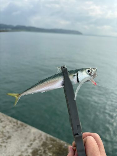 釣果