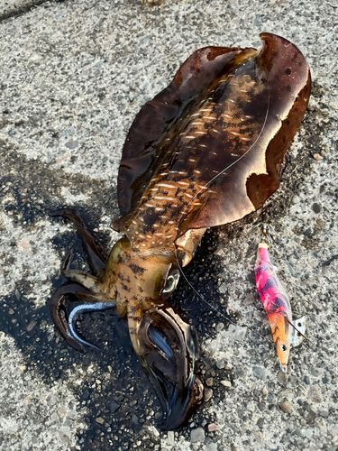 アオリイカの釣果