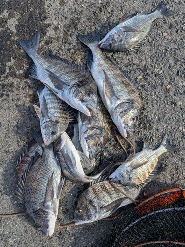 チヌの釣果