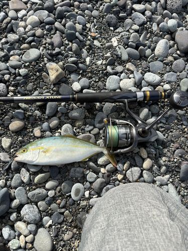 ワカシの釣果